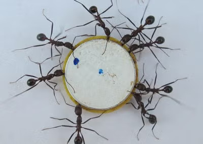 Dime transported by ants