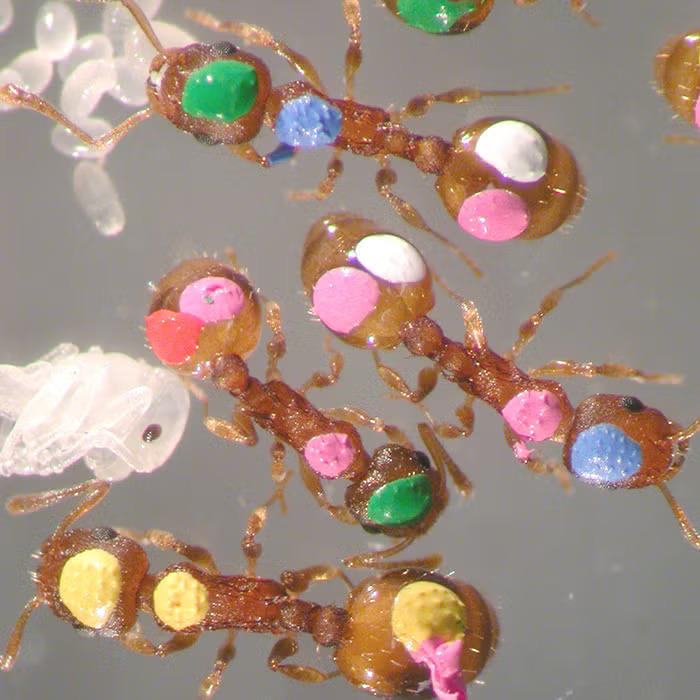 Psychology of a superorganism